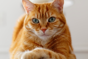 People have learnt where the phrase ‘cats have nine lives’ comes from
