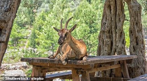 The Samaria Gorge is the last refuge of the agrimi, the famous Cretan wild goat (above)